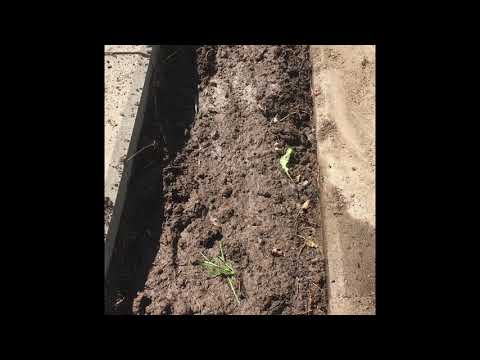 Malinmittimyllans förskräckliga jordgubbsland