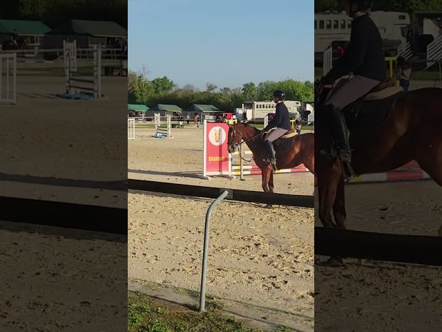 Cavalla Sella Francese In vendita 2022 Baio