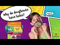 Reading For Comprehension Full Color Edition Overview Continental