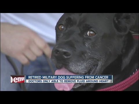 CSU vets help military dog with heart cancer