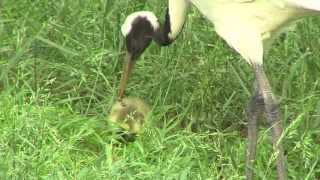 Red-crowned Cranes Hatch Goose Egg - Cincinnati Zoo