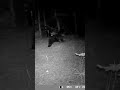 VOCALIZATIONS OF A BLACK BEAR