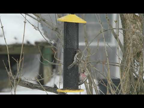 Redpolls at the Feeder For People and Cool Cats, The Common Redpoll