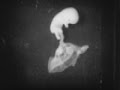 VIDEO: Davenport Hooker's Fetal Experiments