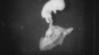 Early human fetal activity (1952)