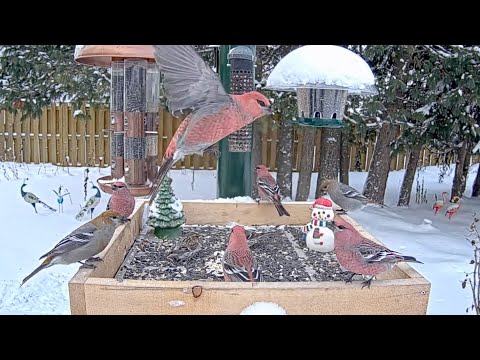 Pine Grosbeaks And Redpolls Dine At Festive Feeders In Ontario | Dec. 3, 2025