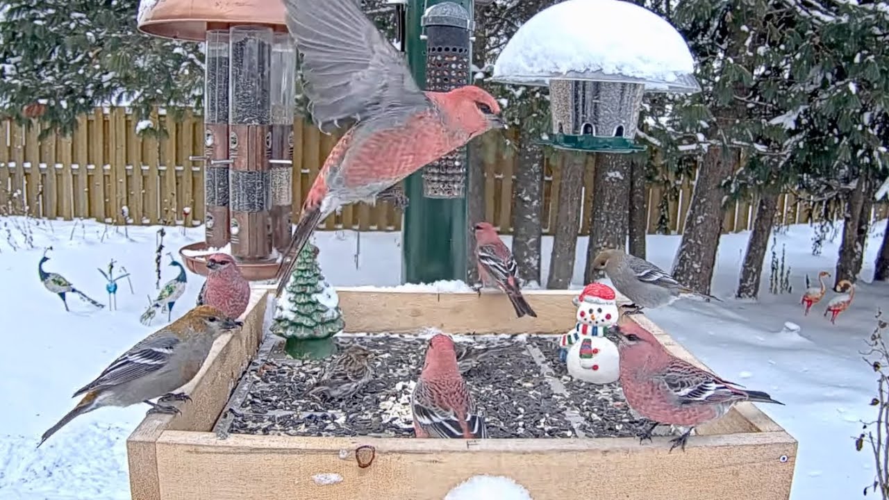 Pine Grosbeaks And Redpolls Dine At Festive Feeders In Ontario | Dec. 3, 2025