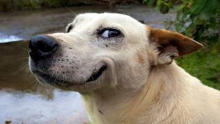 Je voulais un chien, mais Dieu m'a donné un comédien !