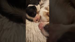King Charles Spaniel Puppies Videos