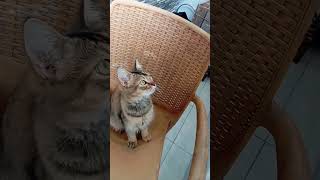 Download lagu Camilla complains to her mom that her older sister is naughty #cutecat #cutecat mp3