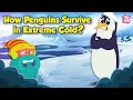 Penguins Superpowers How Do Penguins Keep Warm Emperor Penguins Huddle For Warmth Dr Binocs
