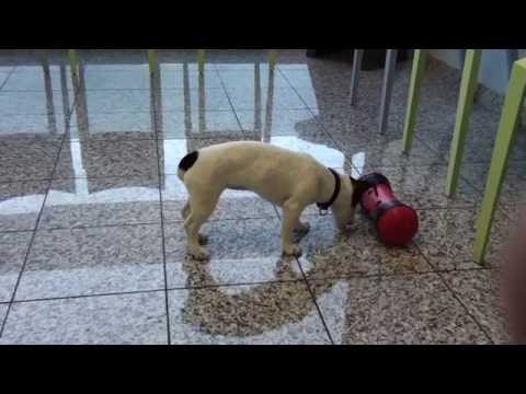 download lagu mp3 mp4 Pipolino Chien, download lagu Pipolino Chien gratis, unduh video klip Pipolino Chien