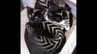 Cats For Sanclestia.Song Walking My Cat Named Dog