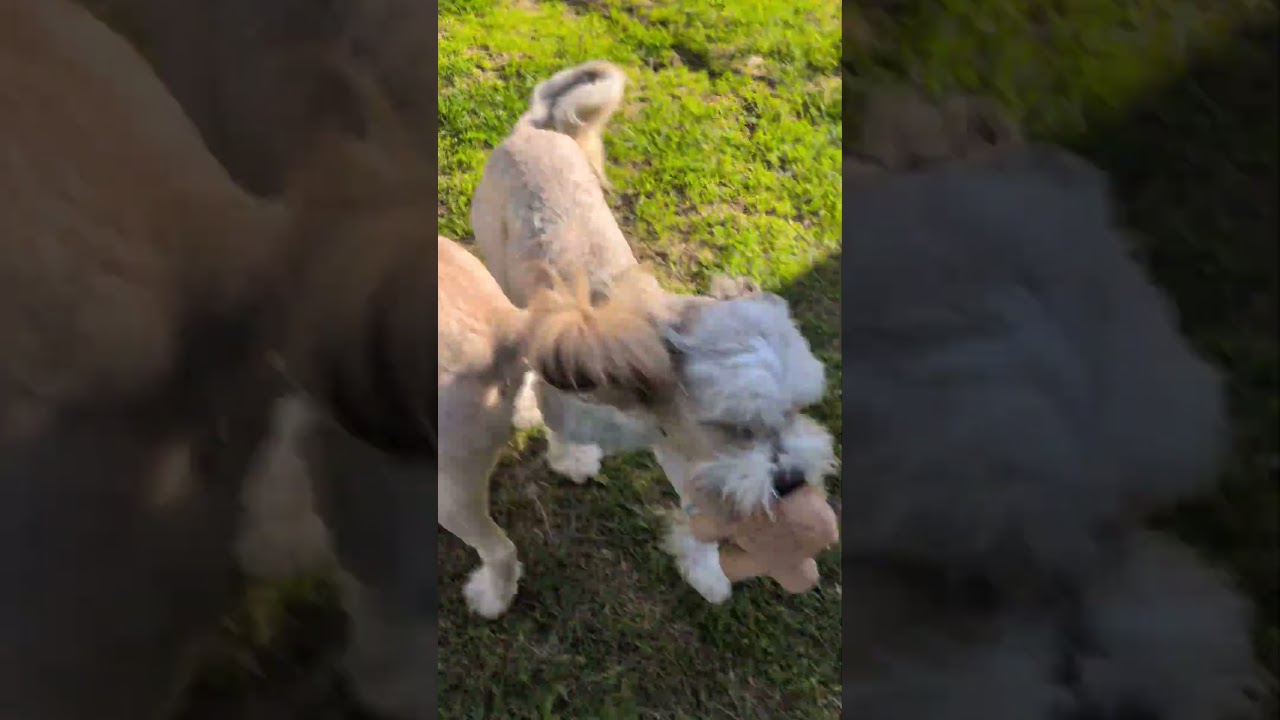 Enlarge Simba, an adopted mixed breed in Sturgis, MI video 4/6
