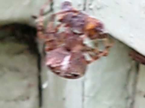 Ghetto Fights Spider VS Bee Pt. 4