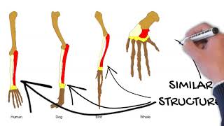 Homologous Structures