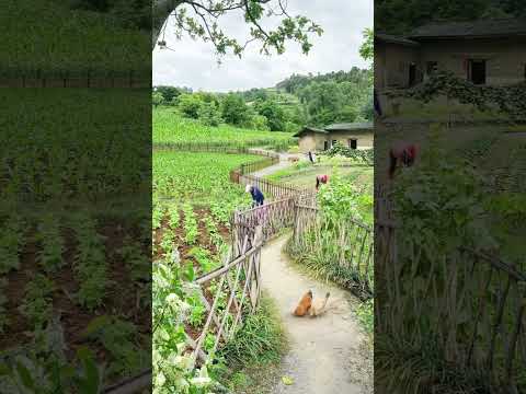 SỞ HỮU 1000m2 ĐẤT GẦN SÔNG DẦU LÀM FARMSTAY CHỈ VỚI 195TR| THẮM BĐS 0376560899