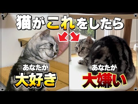 猫が毛布を吸うのはなぜですか?