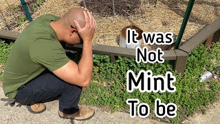 I Made A Huge Mistake | Why I Removed All My Mint From The Garden