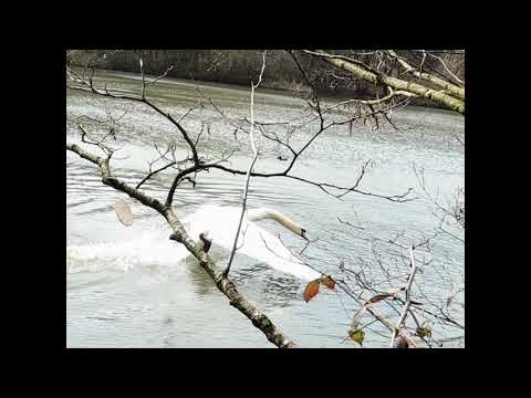 Wakefield.Newmillerdam country park