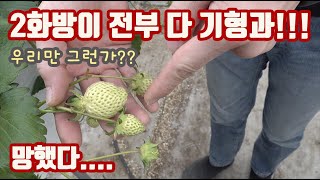 딸기 2화방에 다 기형과로 나왔다고?? 그 원인은??? 이대로 딸기 농사 망하나...