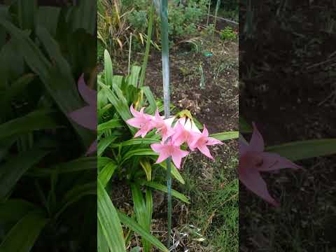 春にラズベリーの挿し木を植える方法