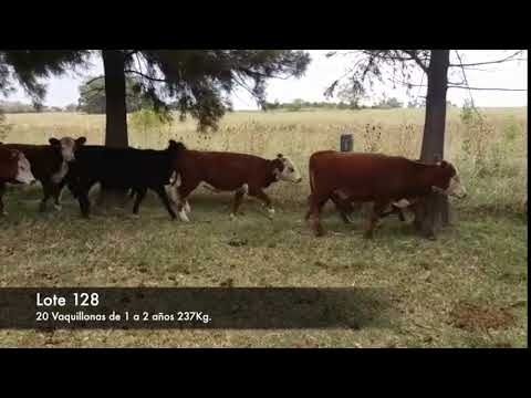 Lote 20 Vaquillonas 1 a 2 años 11AA. HE- 6HE- 3AA. 237kg -  en Cardona