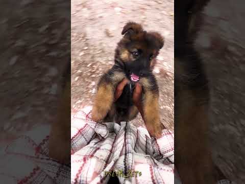 💕🎉summa vedikkurn 😂🔥 Shakila wish #shakila #entertainment #chuttiboys