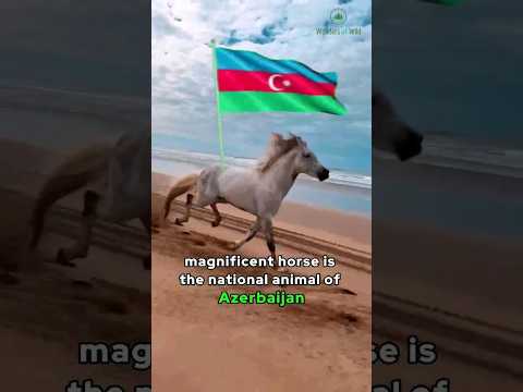 , title : 'The Karabakh horse | National Animals of Azerbaijan 🇦🇿 #wildlifewonders #wildlife'