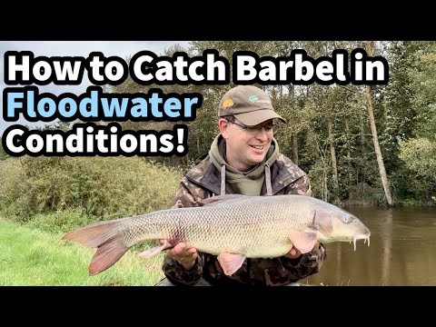 How to Catch BARBEL in Floodwater Conditions!