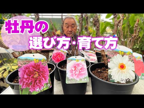 中国の牡丹、高貴な牡丹 植物