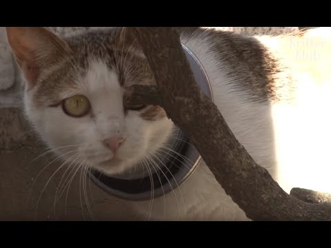 Cat With An Iron Hoop On Her Neck Starves But Feeds Her Kittens | Animal in Crisis EP43