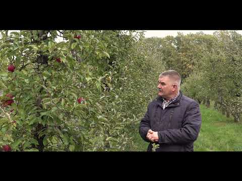 Ekologiczna uprawa jabłek