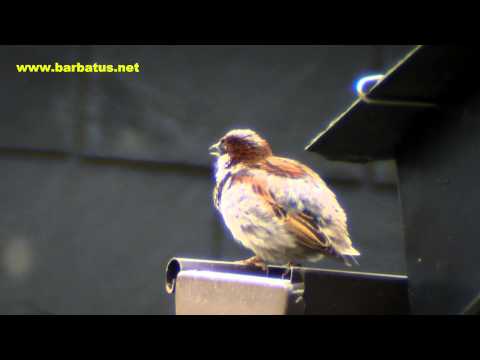 Gorrión ( Passer domesticus ) House Sparrow