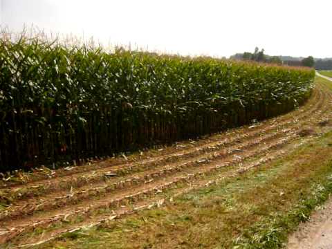 Maisabfahren John deere 3130