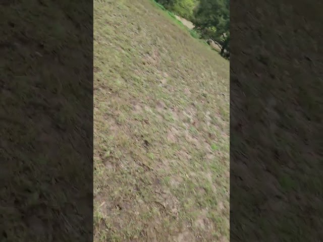 Selle Français Océan du Quartz 