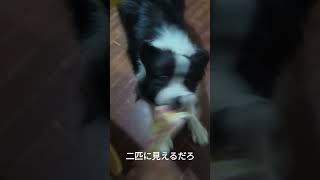 残像#ボーダーコリー