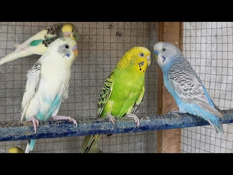 Over 6 Hours of Budgies and Cockatiels Talking, Singing and Playing in their Aviary