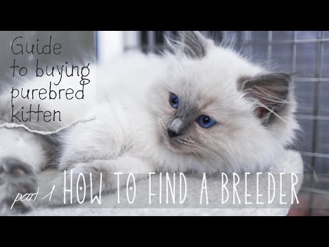 How to find a breeder | 𝗣𝗮𝗿𝘁 𝟭 𝗼𝗳 𝟯 Guide to buying purebred kitten | Ragdolls Pixie and Bluebell