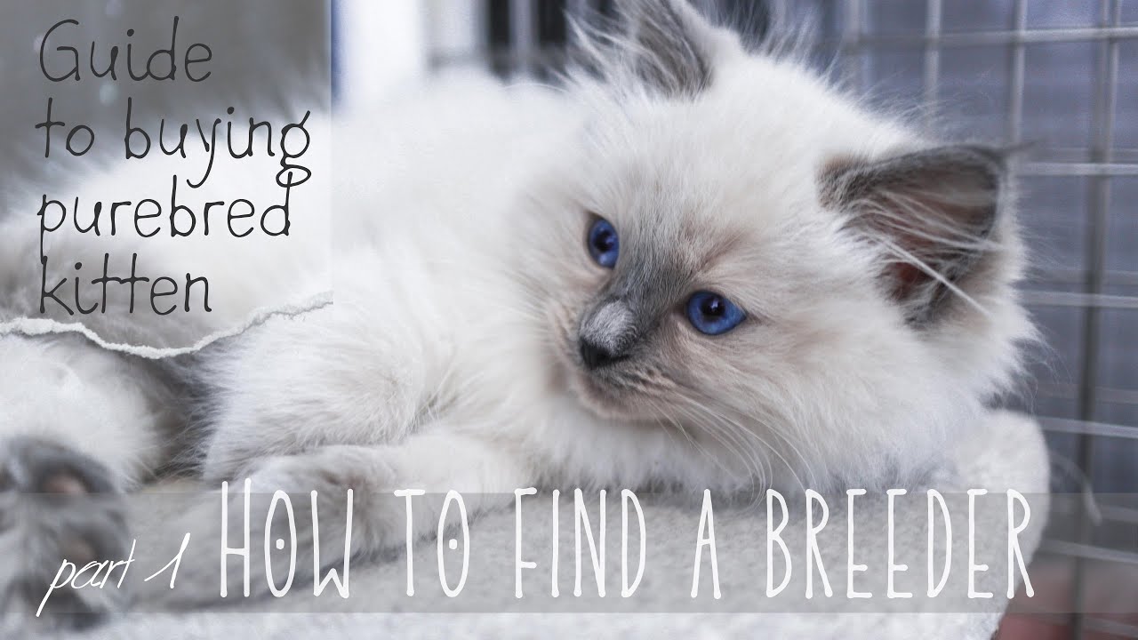 Ragdoll kittens going to their new homes — AquaMarine Kittens Virginia breeder