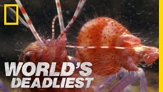 Amazing Pistol Shrimp Stun &quot;Gun&quot; | World&#39;s Deadliest