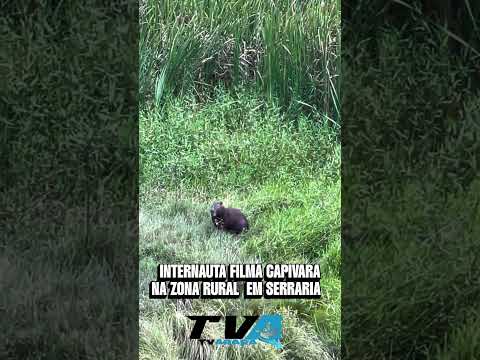 Internauta filma Capivara em Serraria