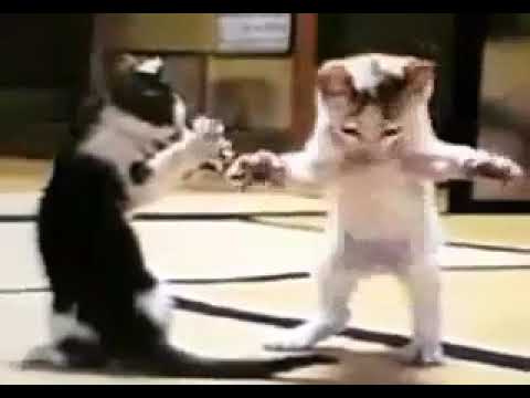 Erik Dalı oynayan kediler