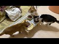 朝ごはん食べるニャリ。今朝も３ニャン揃ってしっかり朝ごはんです。 ねこ 猫 家猫 猫のいる生活 朝ごはん 猫の好きな人と繋がりたい 猫繋がり