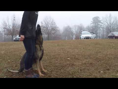 Courtney&rsquo;s K9 Crew video.
