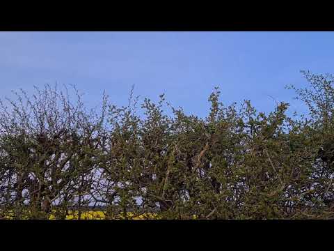 USAF MC-130 Hercules low flypast 67th SOS night owls RAF Sculthorpe