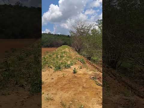 pimenteiras do Piauí