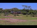 The Hunt Is On Cheetah Vs Impala At Mara Bushtops