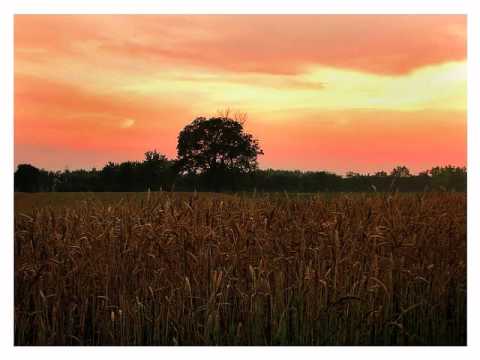 Miodrag Misa Blizanac - Da jos jednom vidim Vojvodinu