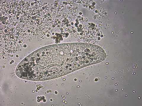 Paramecium under the microscope